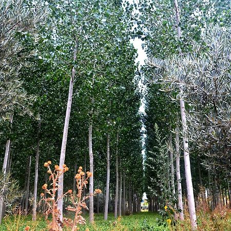 グアディクス Cuevas Cortijo Gachasヴィラ エクステリア 写真